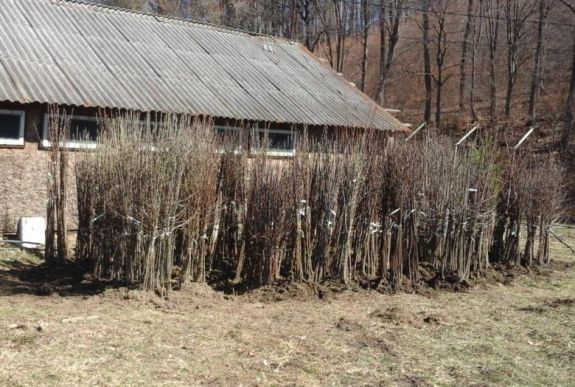 Visszatelepítenék az őshonos gyümölcsfákat Háromszéken