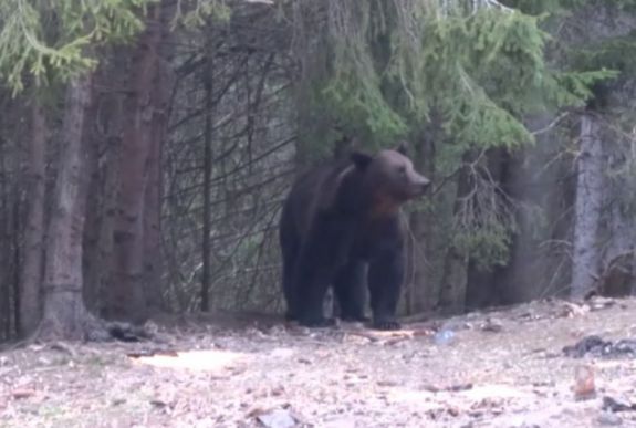 Megölt egy 69 éves férfit a medve