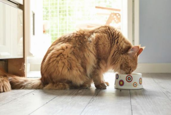 Veszélyes lehet a házi készítésű macskaeledel