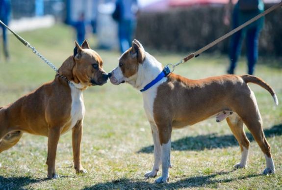 Két kutya közül melyik a domináns? Kutatás vizsgálta
