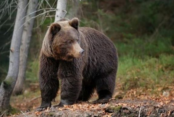 Egy Brassó megyei falu központjában mászott fel a fára egy medve