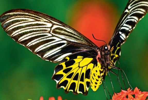 Magyar tudósok legújabb kutatása: a lepkeszárnyak alkalmasak a rossz levegő kimutatására