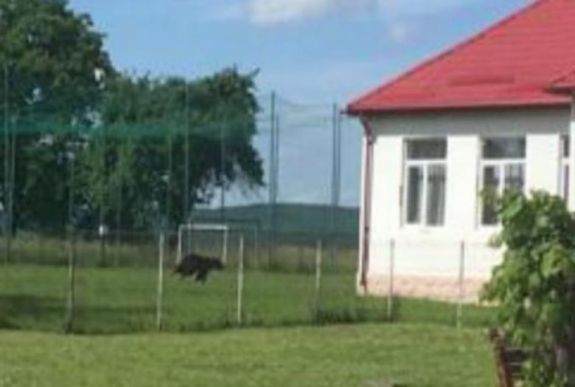 Medve kószált órák közben egy Maros megyei iskola udvarán