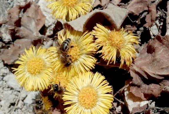 Hogyan készül a méz? Homoródalmási méhészetben jártunk