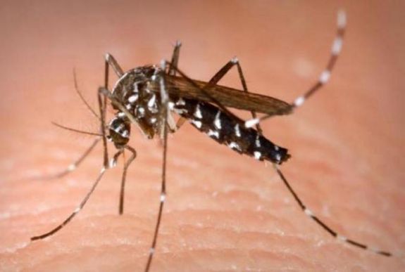 Fokozottan védekezzünk a szúnyogcsípések ellen ebben az időszakban