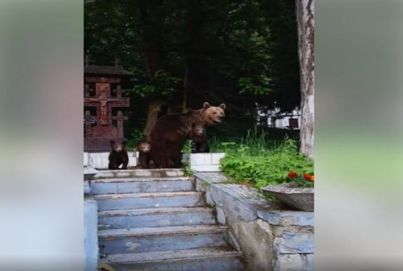 Három bocsával ment „városnézőbe” Tusnádfürdőn egy medve