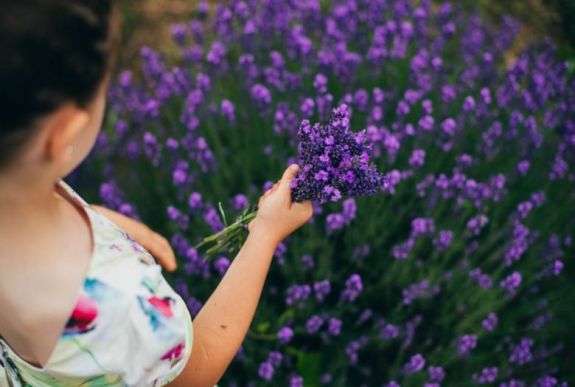 Hogyan dekoráljunk a levendulával? Szakértőt kérdeztünk