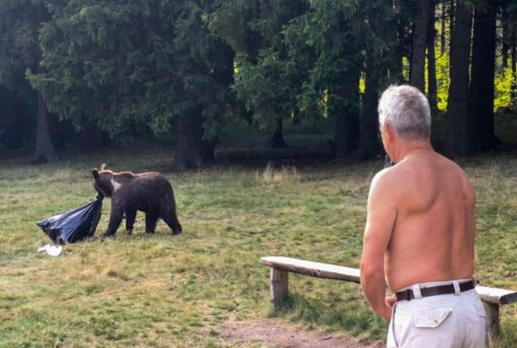 Medveveszélyre figyelmeztet a sepsiszentgyörgyi önkormányzat