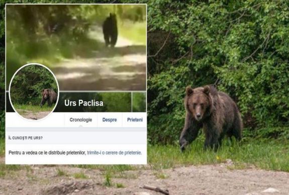 Nem találják a hatóságok a Facebook-oldallal rendelkező erdélyi medvét