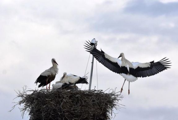 Először repültek a kisgólyák a kamerával megfigyelt magyarfenesi fészekből