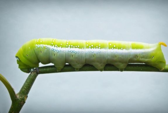 Egyes ehető rovarok olyan gazdagok antioxidánsban, mint a friss narancslé