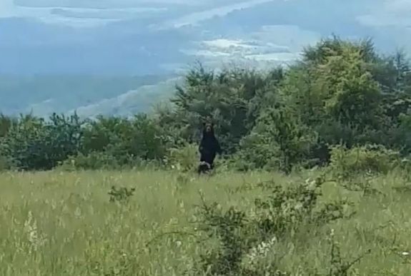 Hargita és Maros megyei gazdákat tart rémületben ez a medve 