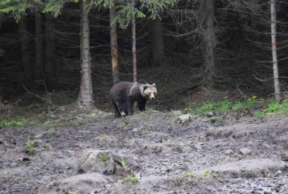 A medveles mint erdélyi élményturizmus – gyerekcipőben jár, de van benne potenciál