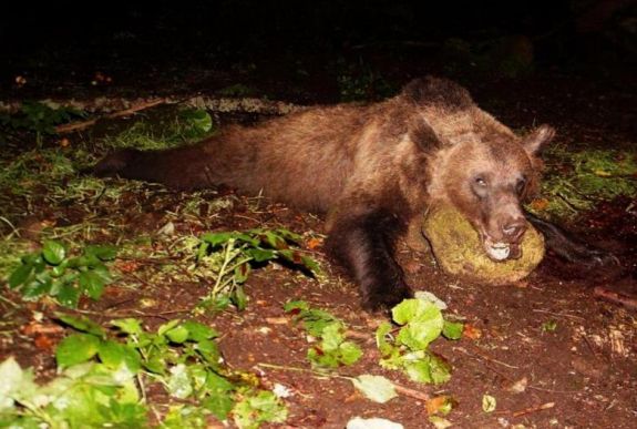 Ennyi medve kilövésére adott engedélyt a környezetvédelmi miniszter