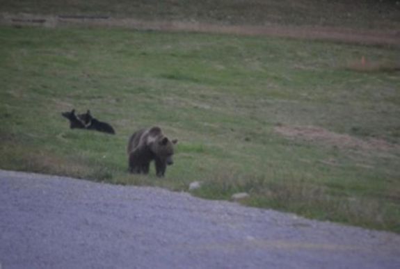 Rettegésben élnek az etédiek a faluban ólálkodó medvék miatt