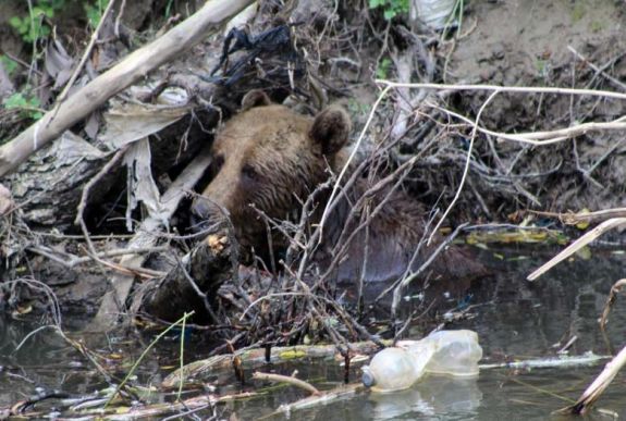 Órákon át szenvedett egy elgázolt medve, amíg Bukarestben engedélyezték az elaltatását