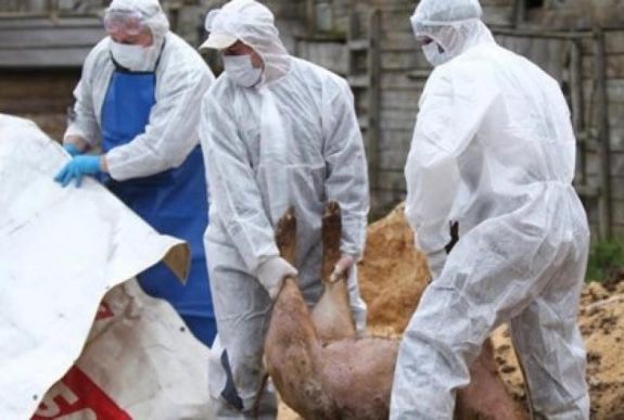 „Esznek, szemetelnek” – a románokat okolja a bolgár kormányfő a sertéspestis megjelenése miatt