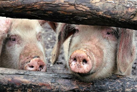 Bulgária uniós támogatást kap a sertéspestis elleni harcra 