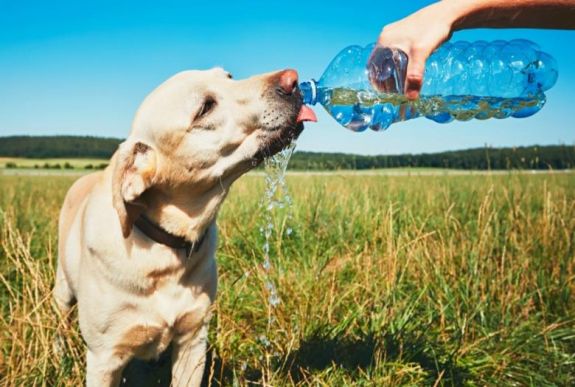 Hogyan gondozzuk kutya melegben a négylábú kedvenceinket?