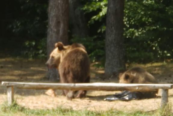 Elszállították a hárombocsos medvét a Szent Anna-tó környékéről