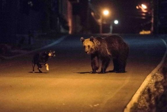 Többször riasztották a csendőröket Tusnádfürdőn az elmúlt napokban a medvék miatt
