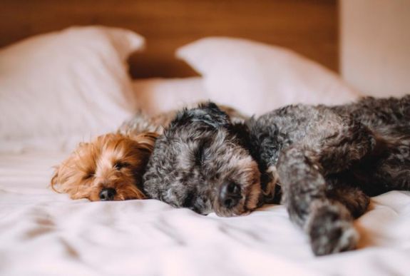 Az alvó kutyák agyának működése hasonlít az emberéhez