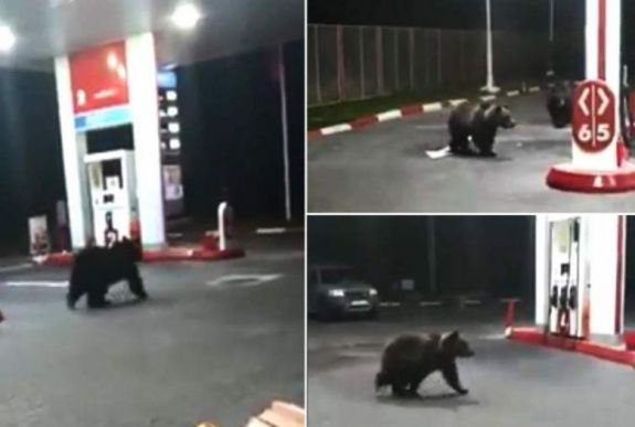 Medvék okoztak pánikot egy azugai benzinkúton