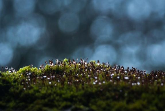 Élő mohával kezelnének gyógyíthatatlan idegrendszeri betegségeket