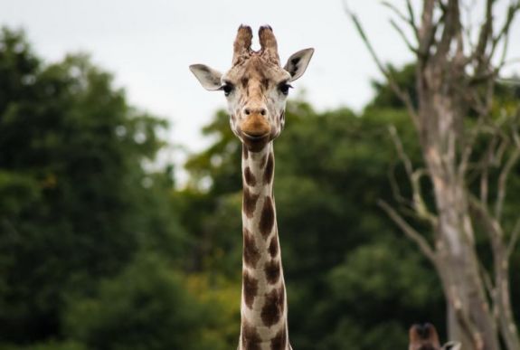 Újabb egyeddel bővült a veszélyeztetett fajok listája: a zsiráf is nyilvántartásba került