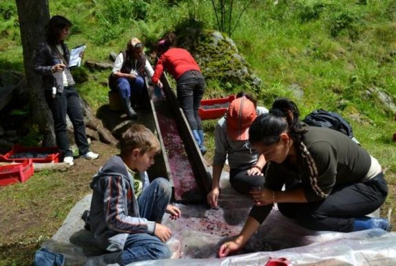 Mi marad a medvének? Évente sok ezer tonna erdei gyümölcsöt és gombát exportál Románia