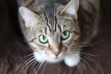 Oltóanyagot fejlesztettek ki a macskaszőr-allergia ellen