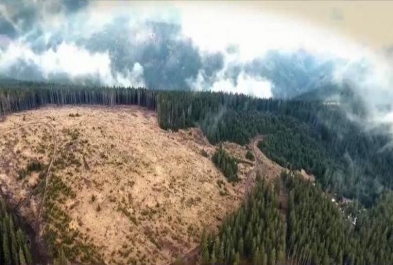 Verekedés lett Marosvásárhelyen az erdőlopásból 