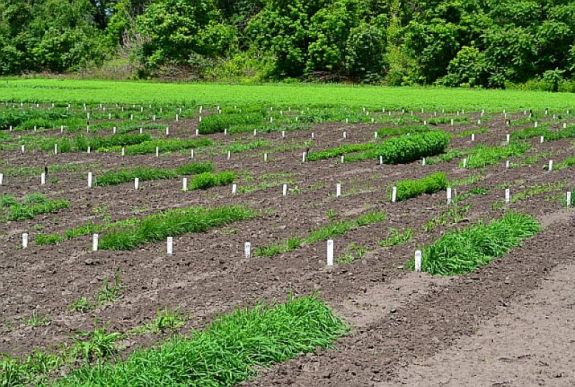 Növényi génbankot hoznak létre Buzău megyében