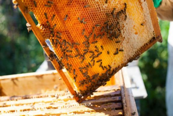 Idén jóval kevesebb a méz
