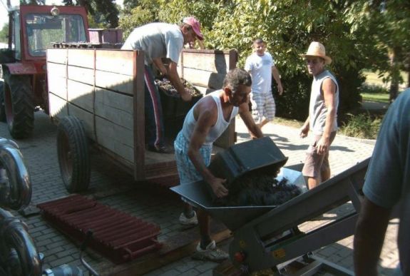 Drasztikusan megcsappant a szőlőtermés az időjárás miatt