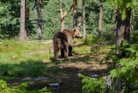 A szenátus elfogadta: 5 évig nem számít szigorúan védett állatfajnak a barna medve
