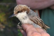 A Dorian hurrikán kipusztíthatott egy ritka madárfajt