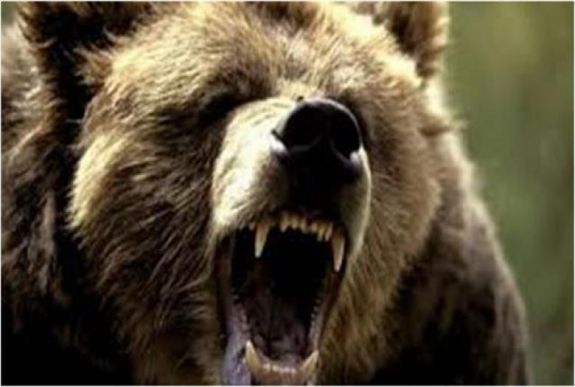 Medve támadt egy teheneit legeltető 50 éves nőre