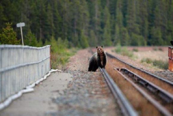 Tusnádfürdőn is medvét láttak az éjszaka