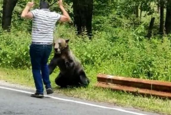 Megsűrűsödtek a medvetámadások Erdélyben – szakértőket kérdeztünk az okokról
