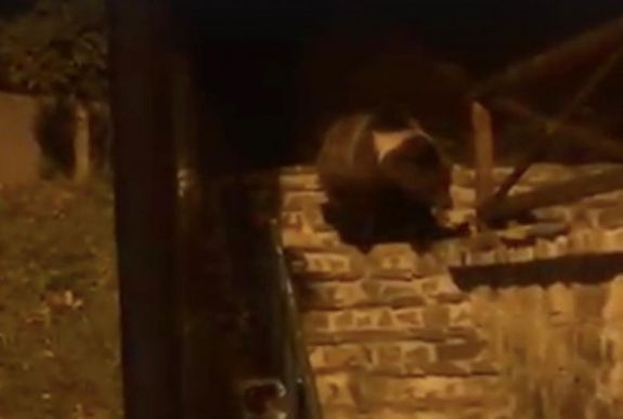 Napok óta „visszajáró vendég” egy medve Sugásfürdőn