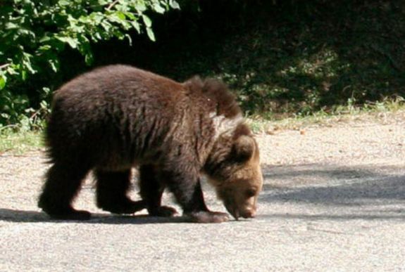 Almát kereső medvebocs kóborolt Zeteváralján