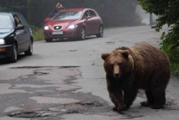 Ismét medve bóklászott két Hargita megyei településen