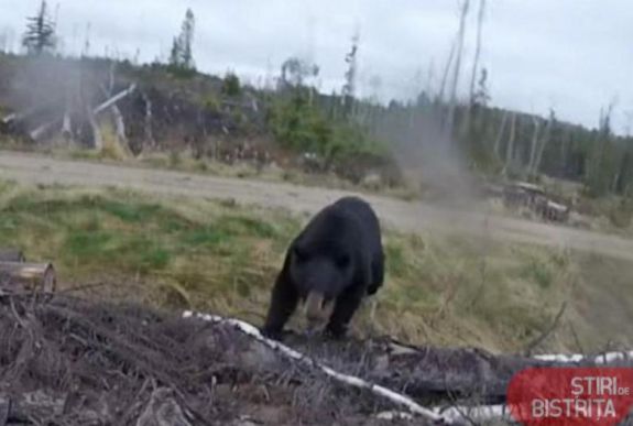 Medve támadt a vaddisznó vadászaton részt vevő hajtóra