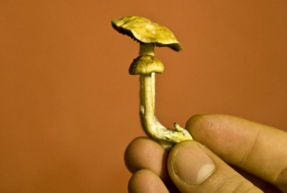 Varázsgombával győznék le a depressziót svájci kutatók