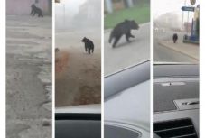 Visszazavarták az erdőbe a Medgyesen kószáló medvét