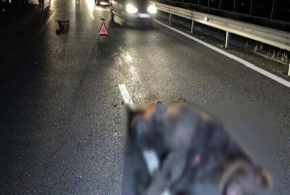 Medvét gázolt el gépkocsi az észak-erdélyi autópályán Kolozs megyében