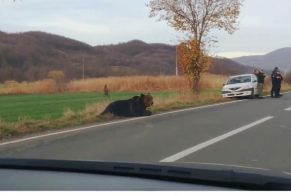 Az úttestre vonszolta magát a Hargita megyében elgázolt medve (VIDEÓ)