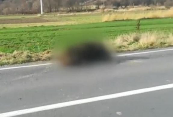 Újabb medvegázolás történt Erdélyben: az állat elpusztult