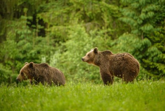 Megbeszélés Csíkszeredában: a medveállomány Hargita megye fontos terméke lehet